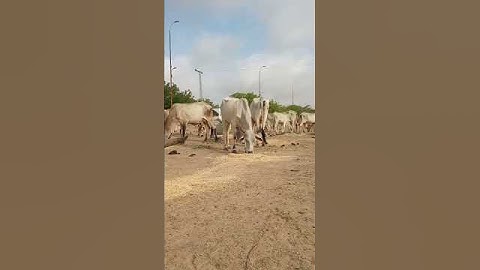 Gori 🐄 ❤️ Cows in Style Squad!