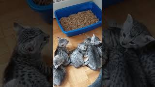 Cute Video Of Silver Egyptian Mau Kittens!