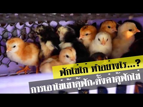 ตู้ฟักไข่DIYฟักไข่ไก่ทำอย่างไร ฟักไข่ไก่กี่วัน เกษตรผสมผสานบ้านทุ่งลุงต๋อม