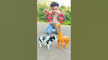 Remote Control Amar 1 Ta Cow 🐄 & 1 Ta Zebra 🦓 Unboxing