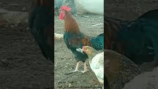 🐓🐓 صوت ديك بلدي احمر🐓🐓