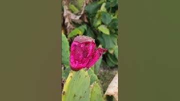 Prickly Pear Harvest!💕 & Nature