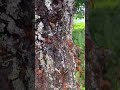 【自然と遊ぶ】特定外来生物!!クビアカツヤカミキリ#shorts #昆虫#自然#自然と遊ぶ