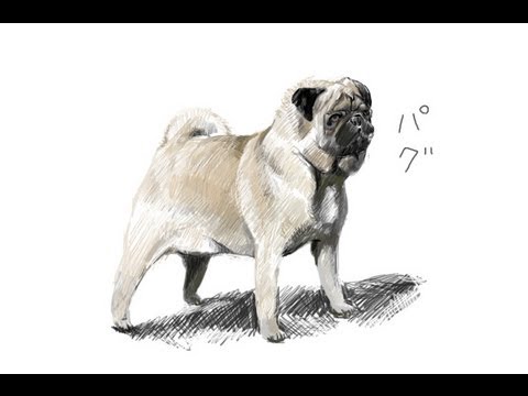 犬の絵を描く パグ Drawing A Dog Pug Youtube