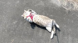 Today's healing cat walk [Sun-dry cats on sunny days] by 小鉄チャンネル 279 views 2 years ago 3 minutes, 20 seconds