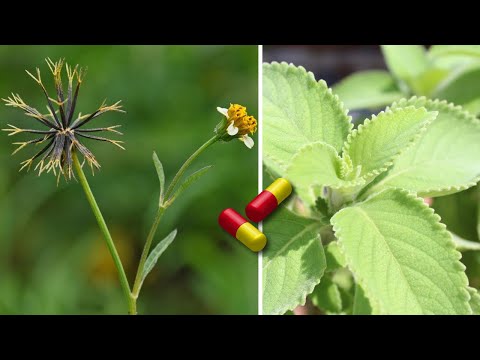 Vídeo: Trevo doce branco - uma planta valiosa com propriedades medicinais