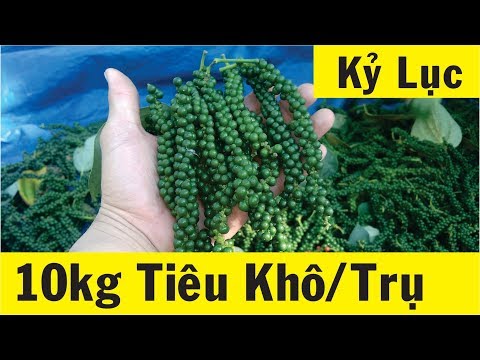 Video Thu Hoạch Hồ Tiêu Srilanka - Thời Gian Thu Hoạch Của... - youtube