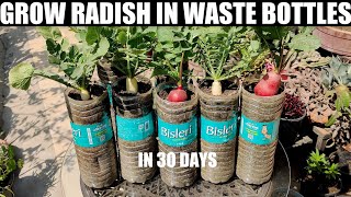 Growing Radish in Waste Bottles | SEED TO HARVEST