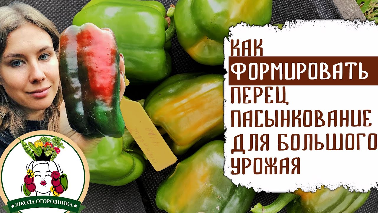 Как пасынковать перец в теплице: пошаговое руководство для начинающих, схемы и ответ на вопрос, нужно ли пасынковать болгарский перец