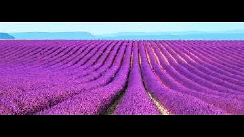 Lavender fields - Provence France | One of the most beautiful places in the world to visit - DayDayNews