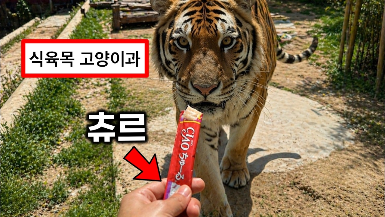 고양이과 맹수도 츄르를 좋아할까? 직접 실험해봄