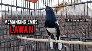kacer gacor NGEPLONG tarung ini paling ampuh buat PANCINGAN KACER agar EMOSI