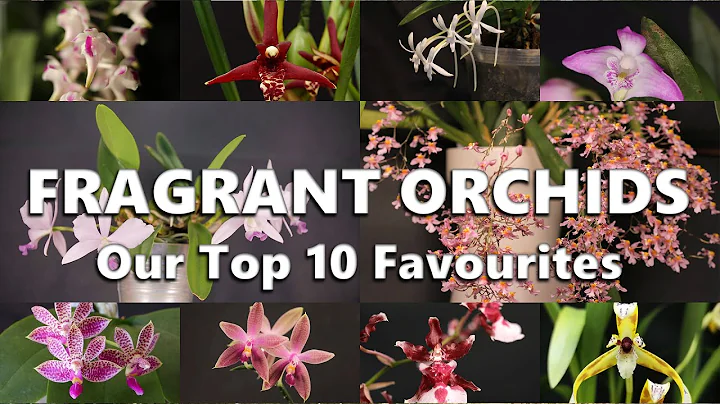 Our Top 10 Favourite Fragrant Orchids - DayDayNews