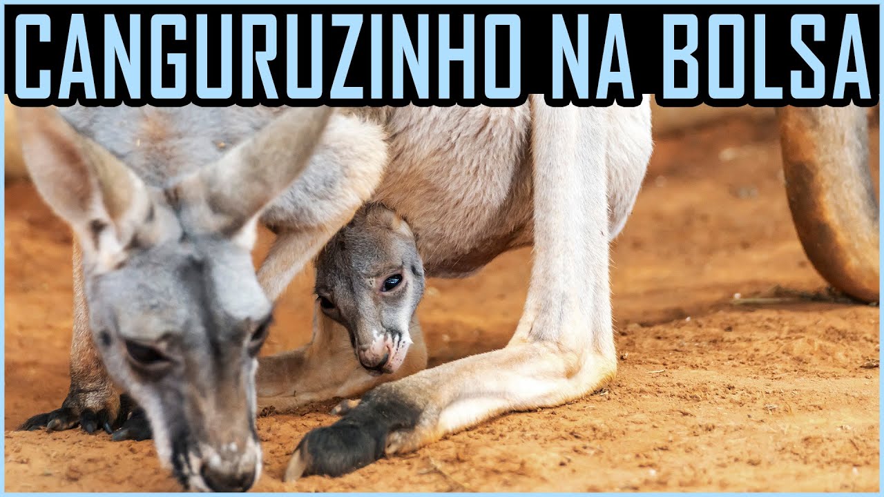 Canguru Vermelho - Os maiores do mundo - Portal Da Aventura - Cavallini