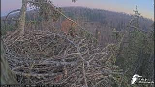 J E20251107 164640EaglesCallNearbyInForest