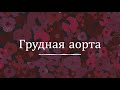 Грудная часть аорты