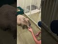 Hand shake with the Capys!! #capybara #capybaracafe #cappiness #shinjuku #animalcafe