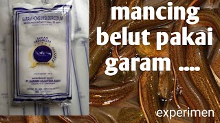 Mancing Belut Pakai Garam Auto ???