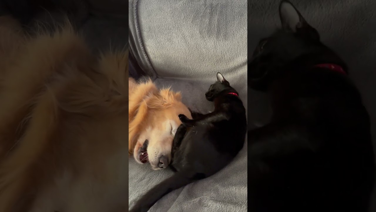 Cat massaging dog. Cat loves golden retriever.