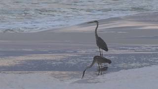 Two Great Blue Herons, 2017