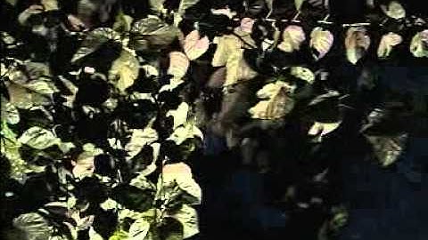 Chor-(Ashfaq Ahmed Teleplay)-HQ-Part-1.dat