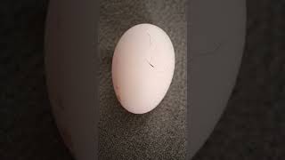 the egg is craking #bomma padam #pie video #fish fish