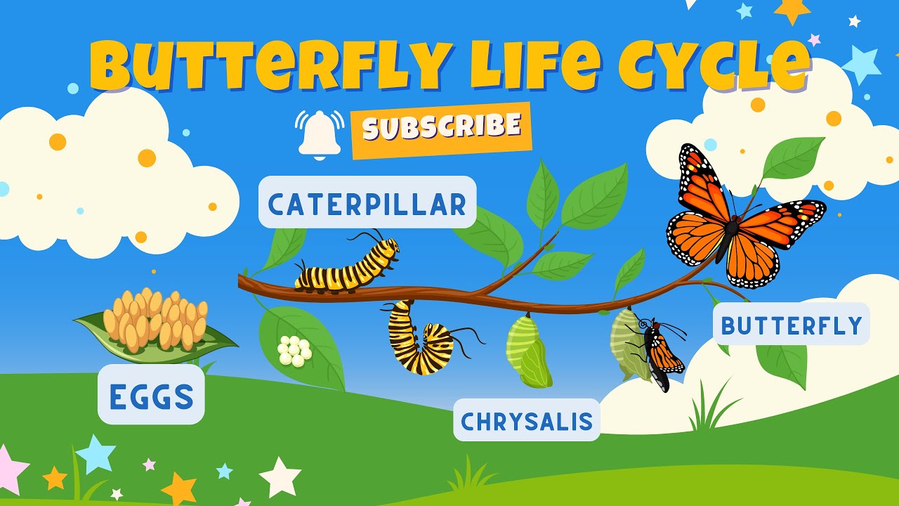 The Amazing Butterfly Life Cycle: From Egg to Beautiful Butterfly ...
