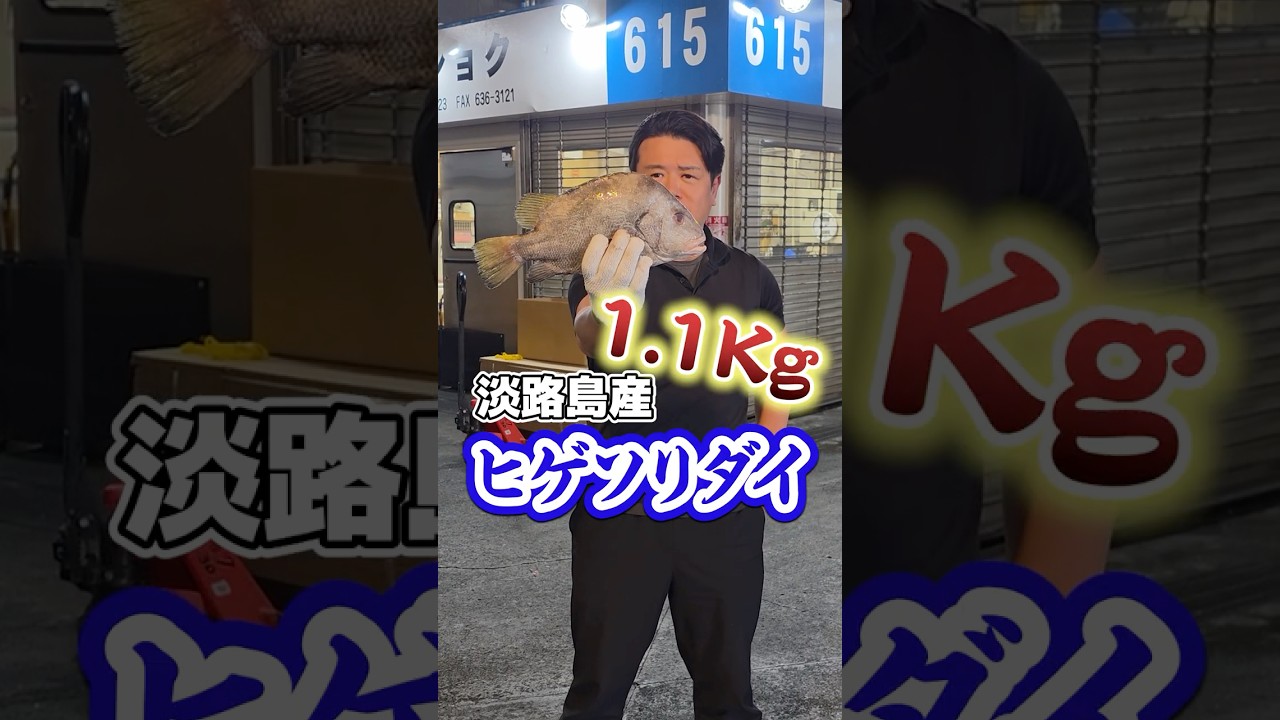 【高級魚】髭剃り鯛食べてみる