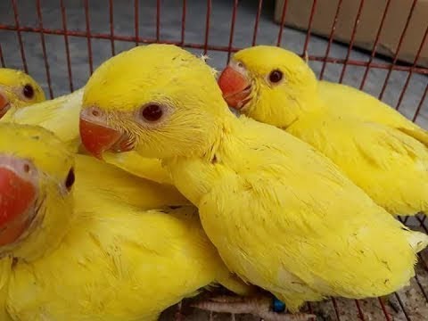 Yellow Ringneck Imported Breed | Parrot 💛 