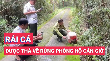 Rái cá vuốt bé vật chứng trong vụ án được thả về rừng phòng hộ Cần Giờ