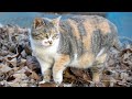 임신한 길냥이의 사연...ㅠㅠㅠ ｜ A pregnant cat's story =(