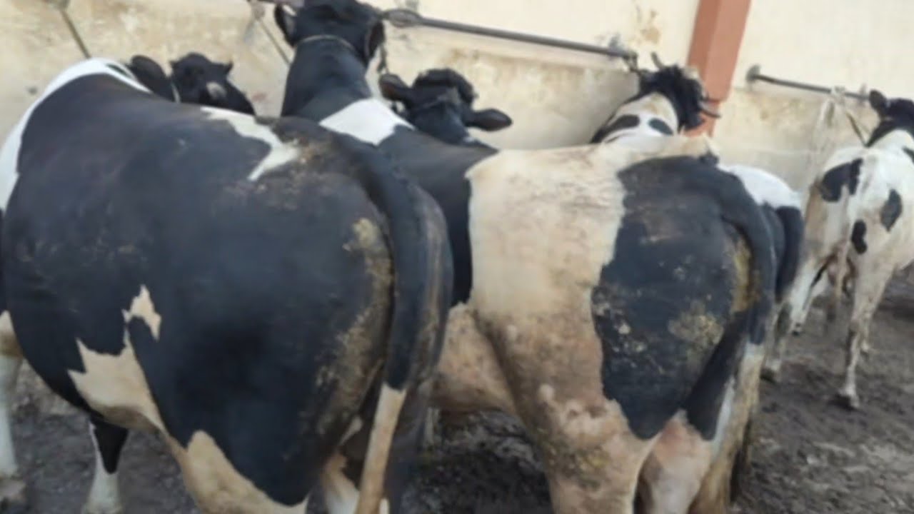 اسعار العجول البقري المحيره واللحم في سوق سيدي غازي تبع كفر الدوار بحيره يوم 18/2/2026