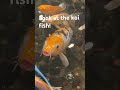 Koi fish!#koifish#mandarinrestaraunt#calm