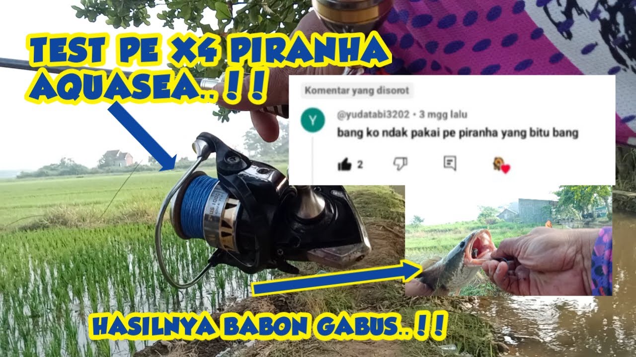 REQUEST....!! TEST PE X4 PIRANHA DARI AQUASEA ...!!! GABUS BABON LANDED..!!