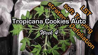 Week 4 Tropicana Cookies Auto #1 LST Training #timelapse #autoflower #fastbuds