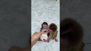 Baby Monkeys’ Milk Feeding Time