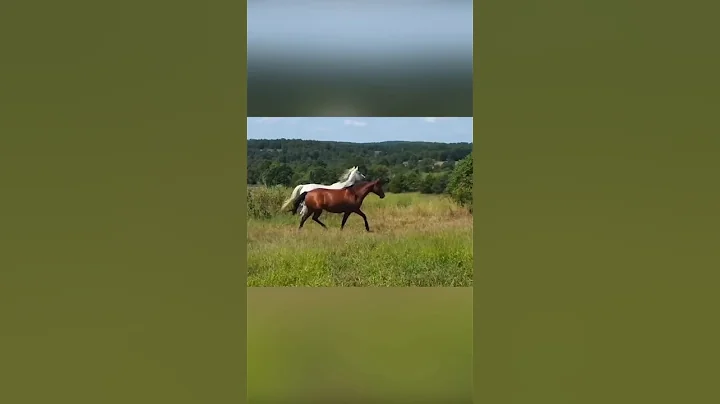 This cow just wants to be a horse ❤️