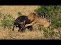 Lion Earless SMASH DOWN a big buffalo  | Matira Safari, Maasai Mara