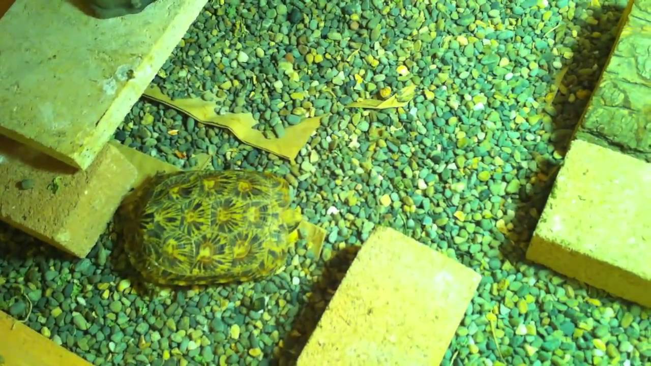 Pancake Tortoise Care