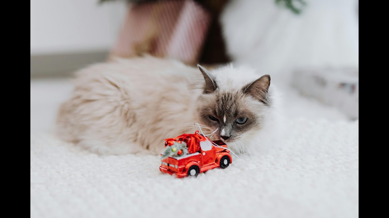 Unlocking the Secrets of Cat Behavior: Nature's Little Hunters!