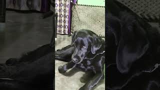 😅 #shorts #short #labrador#fuunydog #dog