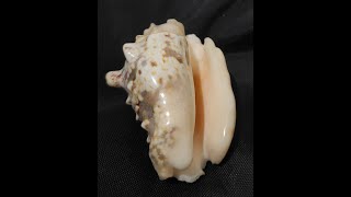 silver conch, Strombus Lentiginesus L 1758, Tropical Indo-Pacific