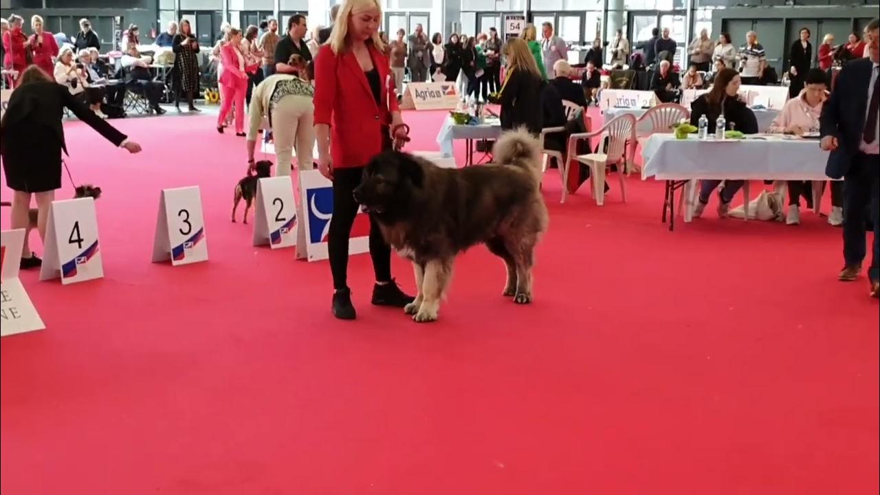 European Dog Show Paris 2022 Caucasian Shepherd Male Champion Class
