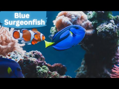 Video: Ar chirurginės žuvys yra retos kryžminant gyvūnus?