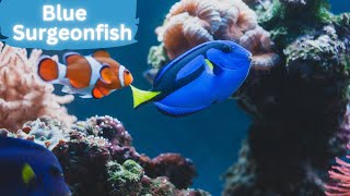 The Beauty of Blue Surgeonfish in Their Natural Habitat by Lord of Animals 528 views 8 months ago 2 minutes, 11 seconds