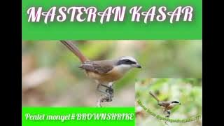 suara burung pentet monyet @gandagandoeLkicau777 #masteranburung #masteranmuraibatu