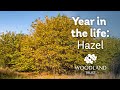 A year in the life of a hazel tree