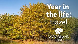 A year in the life of a hazel tree