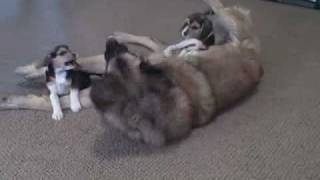 Beagle and Leonberger playing