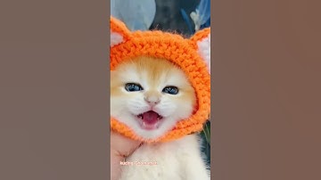 Thumbnail of Suara Anak kucing lucu  😻😻😍 #shorts #cat #videoshort #meow #trendingshorts #trending